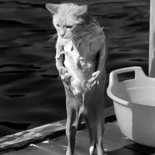 gato, gato molhado, gato molhado, animal molhado, gato molhado engraçado