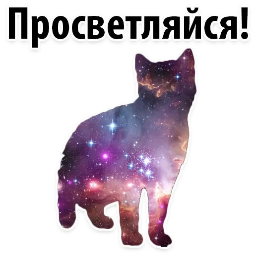 space, cat universe, cosmic cat, seal space, cosmic cat