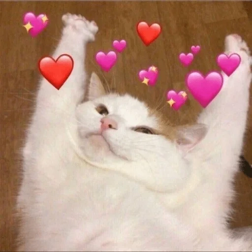 heart-shaped cat, cute cat meme, seal with heart, lovely heart cat, lovely heart cat