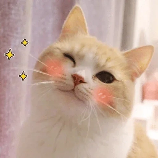 gato, gatos, caro cat meme, gatos fofos engraçados, um gato com bochechas rosa