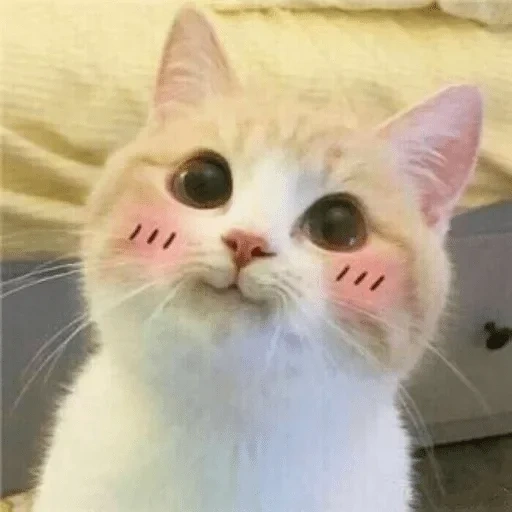 seal, cute cat, lovely seal, cute cats are funny, a seal with pink cheeks