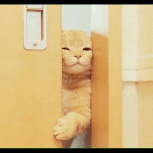 cats, dratuti, mème dratuti, dratuti cat, le chat jette un coup d'œil au mème de porte