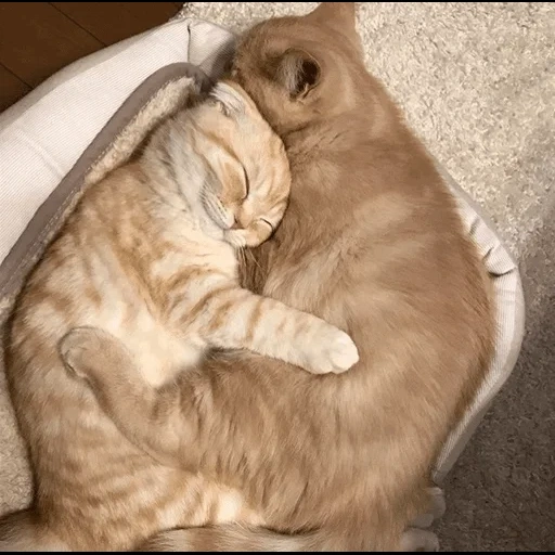 gato, gato, um gato suave, os animais são fofos, kitti abraços