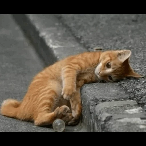 katze, die katze ist rot, orangene katze, die katze erstreckt sich, das rote kätzchen vermisst