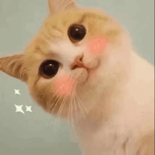 gatto, gatti carini, caro meme gatto, il gatto è guance rosa, i gatti carini sono divertenti