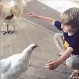 frango, menino, segure o frango, garoto de galinha, o menino abraça a galinha