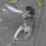 macaco, macaco, macaco gif, macaco macaco, macaco macaco