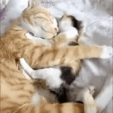 gatito, animal lindo, gatito gato padre, mascota, los gatos duermen y abrazan