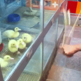 duck, fluffy, funny birds, funny duck, animal cubs