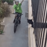 chat, vélo, la caméra est tombée, sur un vélo, vélo dagestan
