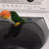 parrot, cocina de loro, lavadora de loros, parrot de tecnología de copia, los loros bailan al lado del horno de microondas