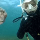 the diver, männlich, scuba diver, padi dry suit diver, amerikanisches unterwasserleben