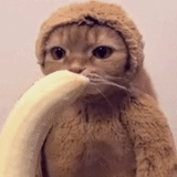 gatto, cat, gatto banana, mangia una banana