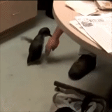 penguin, funny penguin, household penguin, a ridiculous animal, little penguin