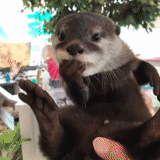 otter, little otter, otter animal, domestic otter, little otter