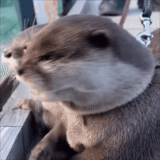 otter, otter, the otter is crying, otter animal