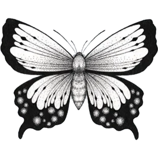 бабочка эскиз, бабочка махаон, бабочка черная, графика бабочка, черно белая бабочка