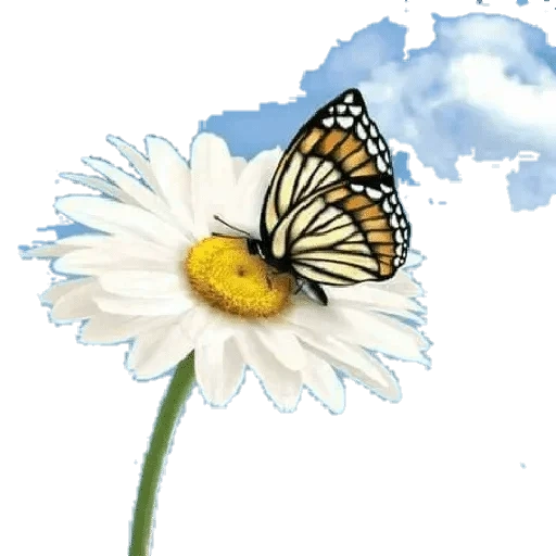 бабочка цветке, бабочка ромашке, рисунок бабочка цветке, бабочка ромашке рисунок, бабочка ромашка прозрачном фоне
