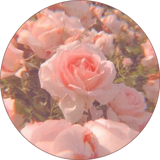 розовые розы, цветы розовые, цветы красивые, цветы белые розы, бледно розовые розы