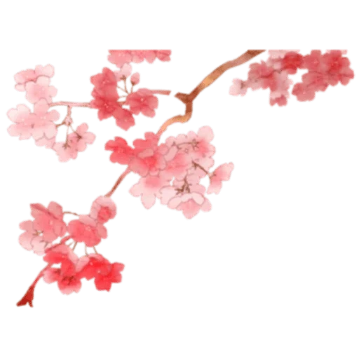 ветка сакуры, сакура клипарт, цветущая вишня, сакура без фона, август сакура белом фоне