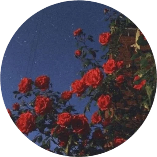 розы эстетика, aesthetic red, красная эстетика, красные розы эстетика, коврик мыши nova micropoint