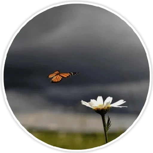 природа, ромашка, бабочка макро, летает ромашка, не прожить дважды но успеть можно угадать важность