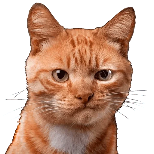 кот, рыжий кот, лицо кота, котик рыжий, смешные коты белом фоне