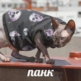 🇺🇦 sphynx cat 🇺🇦