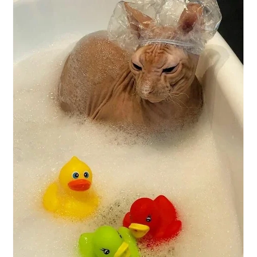 el gato es el baño, baño de pato, agachar el baño, gato al baño con patos, gato con un pato del baño