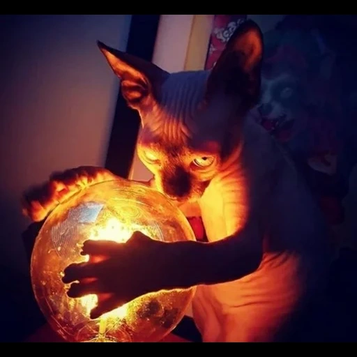 gato, degradación, hermoso, sphinx cat magician, demotivador de masones