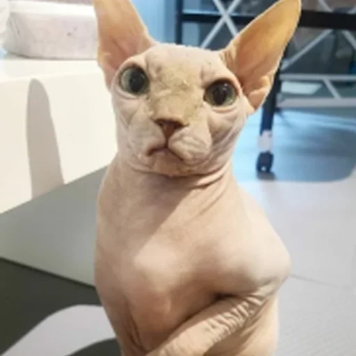 sphinx, don sphinx, canadian sphinxes, the velor cat sphinx, cat canadian sphinx
