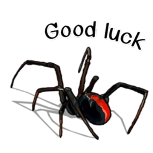 spider, araignée noire, araignée rouge, la veuve noire de l'araignée, araignée à dos rouge d'australie