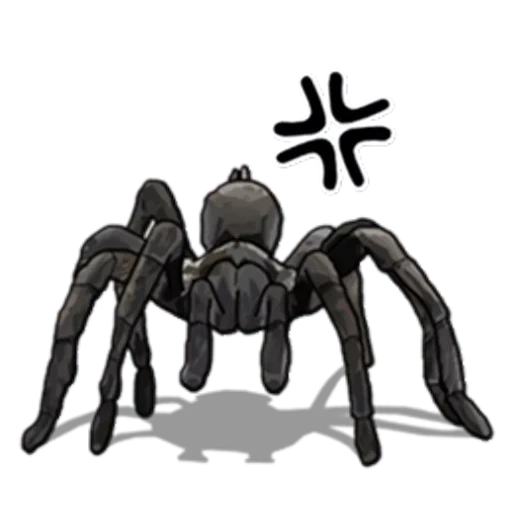 spider, tarantula spider