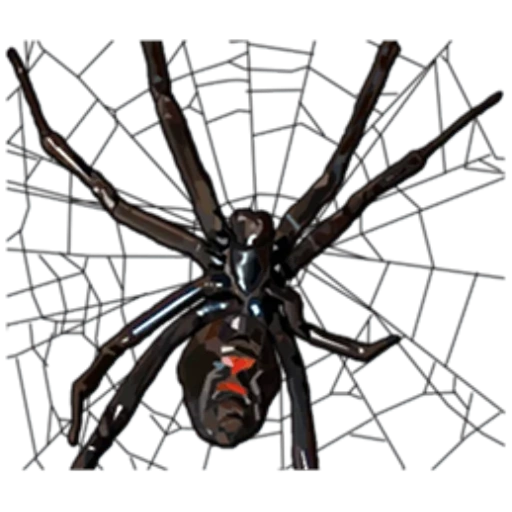 spider spider, the spider is black, spider black widow, karakurt spider female