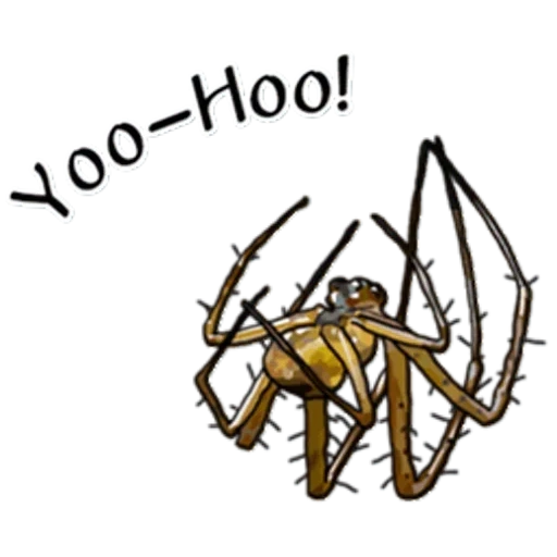 spider, spiders, spider, the norms of spider, spider for example