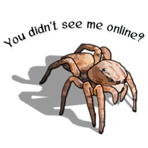 araignées, spider, tarentule araignée, illustration de l'araignée, motif de tarentule