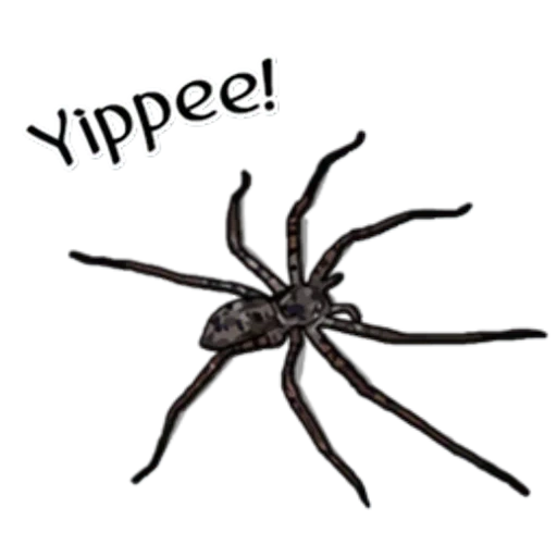 laba laba, spider frin, laba laba berwarna hitam, tarantula spider
