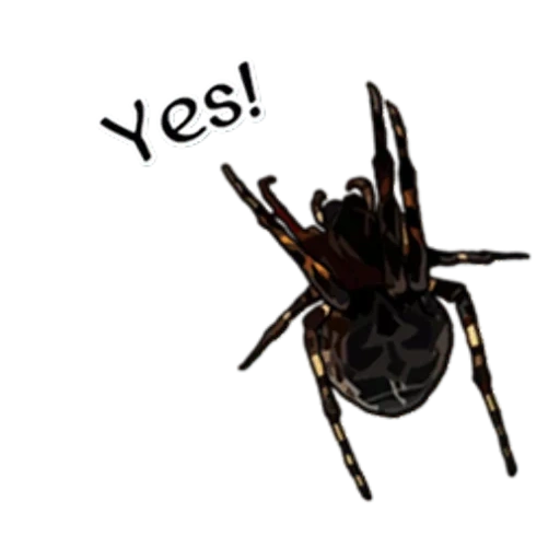 spiders, insect, spider prank, spiders class, spider without a background