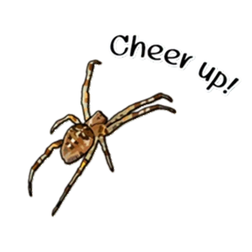 aranha, aranha, inseto, aranha huntsman spider