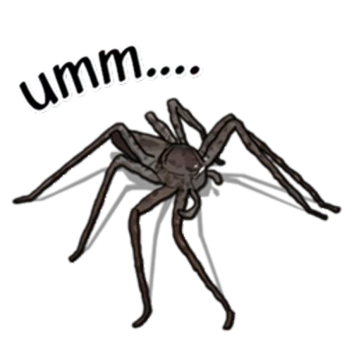araignées, araignées, paul l'araignée, araignée araignée, vue latérale de l'araignée