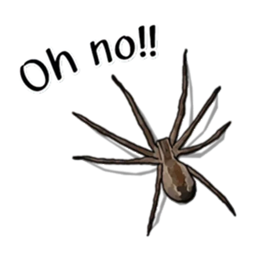 пауки, паук тегенария, паук белом фоне, домовый паук tegenaria, домовой паук tegenaria domestica