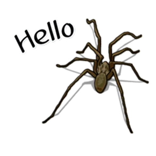 araignées, araignées, spider, paul l'araignée, spider olios jaenicke