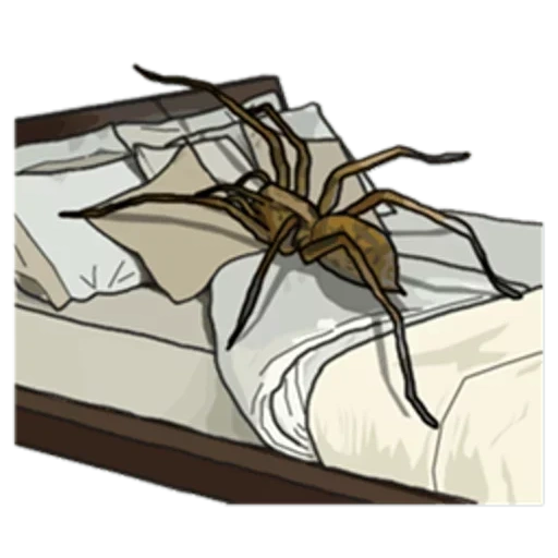 ragno, ragno, ragno ragno, letto di ragno, spider living bed