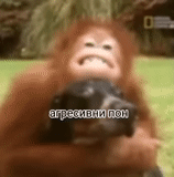 orangutana, orangutan, orangutan duduk, orangutan monyet, orangutan kecil