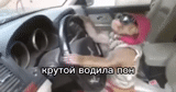 auto, in car, the cat is driving, baba driving, the dog is driving
