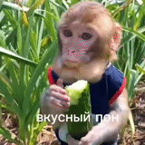 monos ob, mono inteligente, cachorro de mono, monos caseros