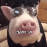 cerdo, cerdo khokhol, pulido de pigor