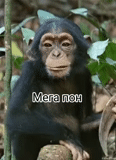 chimpancés, un mono, el mono esta vivo, preciosos monos, feliz mono