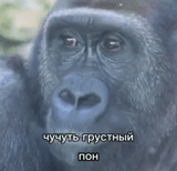 gorila, la cara del gorila