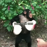 the male, human, chimpanzees, the monkey throws, the monkey shows
